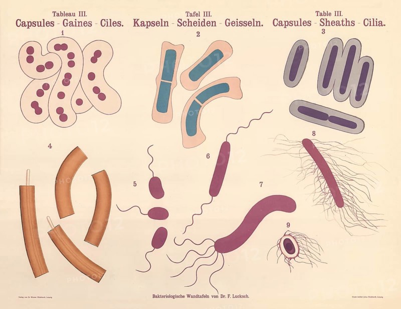 Illustrations depict various morphological features of bacteria that were important in the 19th and early 20th century, capsules, scabbards, flagella - Monotrich, Lophotrich, Peritrich, authentic, digitally restored reproduction from a 19th century original, exact date of presentation unknown, historical