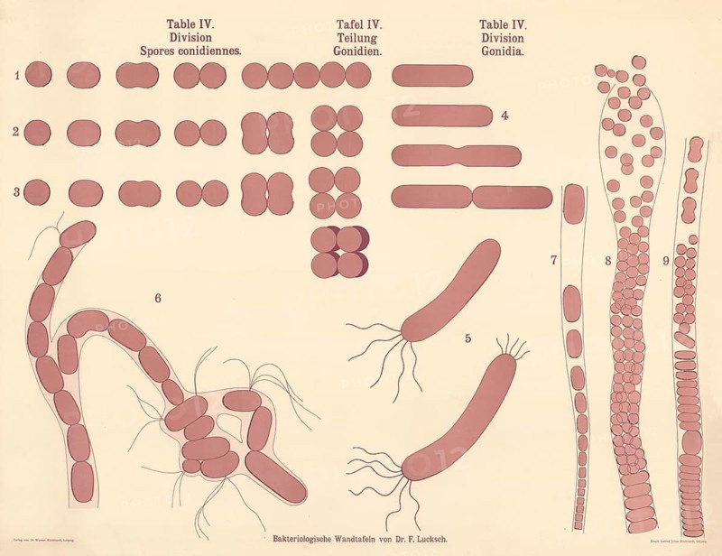 Illustrations show microscopic details of pathogenic bacteria and their multiplication processes, various forms of bacterial cell division and reproduction, authentic, digitally restored reproduction from a 19th century original, exact date of presentation unknown, historical