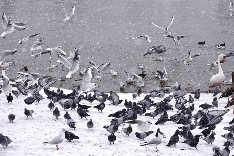 Pigeons and seagulls in winter during snowfall, Germany