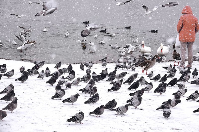 Doves, seagulls and swans in winter during snowfall, Germany