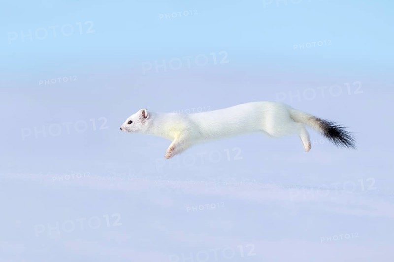 Ermine or large weasel (Mustela erminea), in winter fur, Eggen, Terfens, Tyrol, Austria