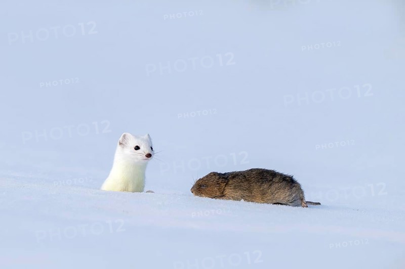 Stoat or large weasel (Mustela erminea), in winter fur, with captured vole, Eggen, Terfens, Tyrol, Austria