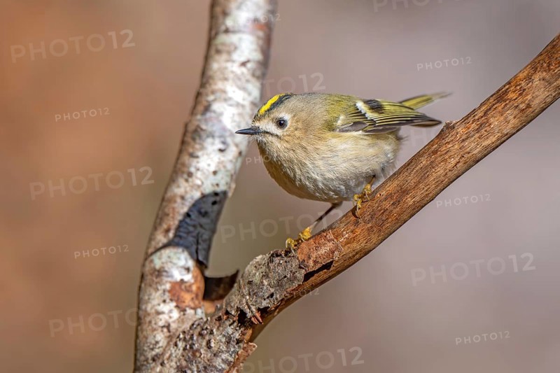 Goldcrest (Regulus regulus), Tiefenbach Gorge, Kramsach, Tyrol, Austria