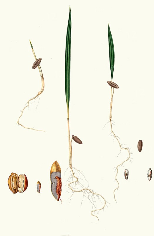Germination of date seeds, date palm, Phoenix dactylifera, authentic, digitally restored reproduction from a 19th century original, exact date of presentation unknown, historical