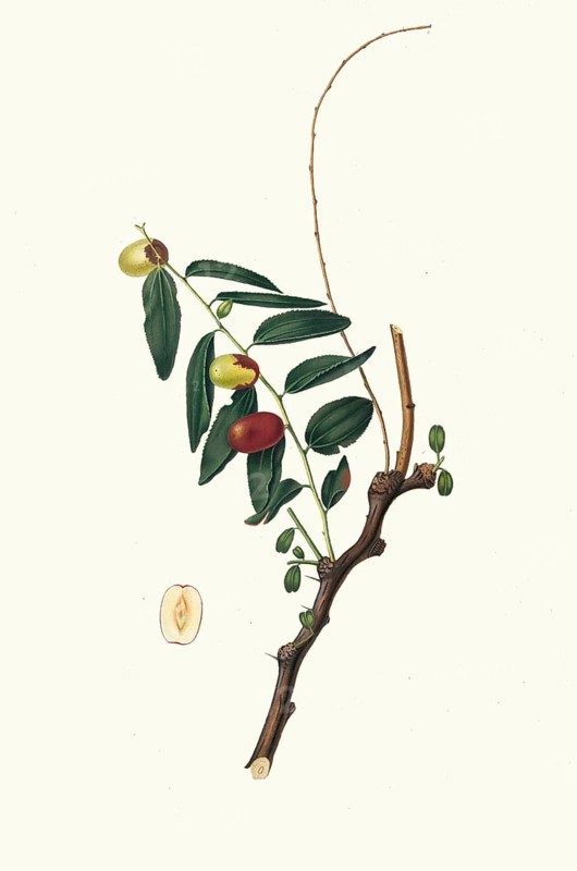 Ziziphus vulgaris Lam, synonym Ziziphus jujuba Mill, Chinese jujube, Chinese date or red date, authentic, digitally restored reproduction from a 19th century model, exact date of presentation unknown, historical
