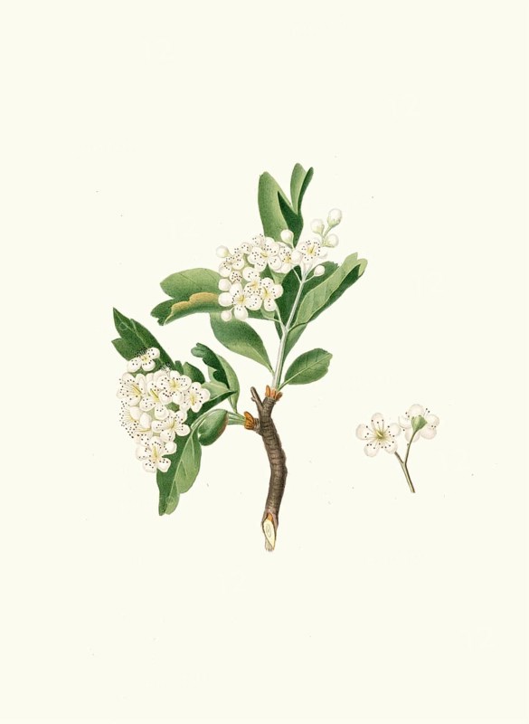 Azarol thorn flower or azarola apple flower, Mediterranean species of hawthorn, Crataegus azarolus, authentic, digitally restored reproduction from a 19th century original, exact date of depiction unknown, historical