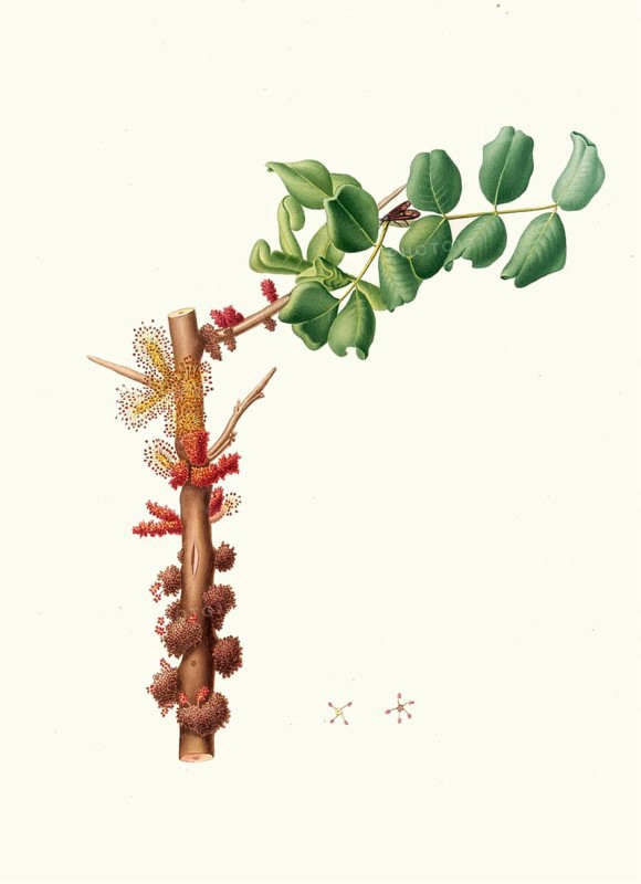 Male carob tree flower or male carob tree flower, Ceratonia siliqua, authentic, digitally restored reproduction from a 19th century model, exact date of depiction unknown, historical