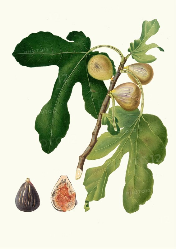 Fico vezzoso, ficus carica sativa, a historical name for a specific type of fig, also known as fico dattero, authentic, digitally restored reproduction from a 19th century original, exact date of presentation unknown, historical