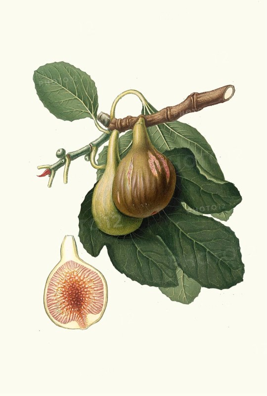 Fico Portoghese, a Portuguese name for a specific type of fig, Del Portogallo, Ficus carica, authentic, digitally restored reproduction from a 19th century model, exact date of presentation unknown, historical