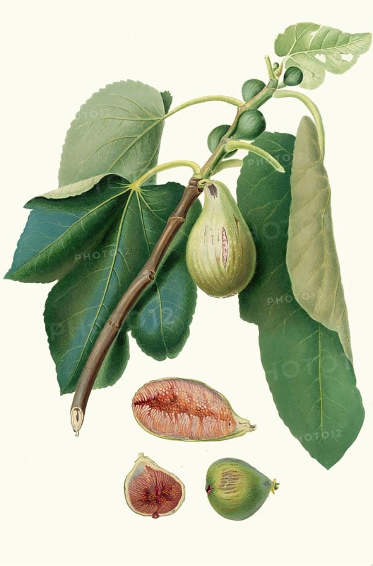 Fico della Lunigiana, a specific type of fig that comes from the Lunigiana region in the northern Tuscan border region of Italy, authentic, digitally restored reproduction from a 19th century original, exact date of presentation unknown, historical