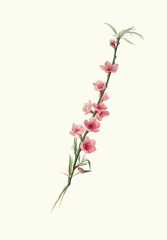 Large-leafed peach blossoms with purple corollas, authentic, digitally restored reproduction from a 19th century model, exact date of depiction unknown, historical