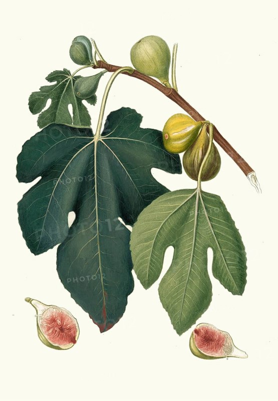 Ficus carica sativa, Fico Pissaluto, a local Italian, often Sicilian, name for a specific type of fig, ficus carica, authentic, digitally restored reproduction from a 19th century original, exact date of presentation unknown, historical