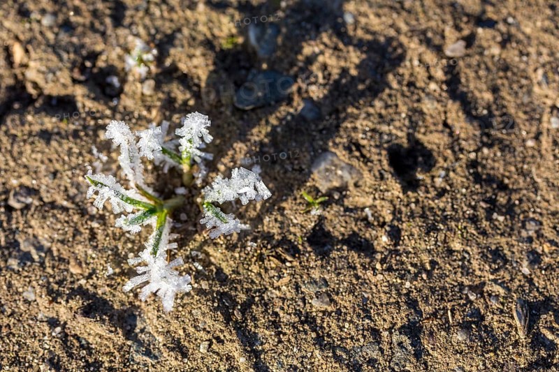 Hoarfrost crystals create an impressive pattern on every stalk and leaf on the ground, Saxony, Germany