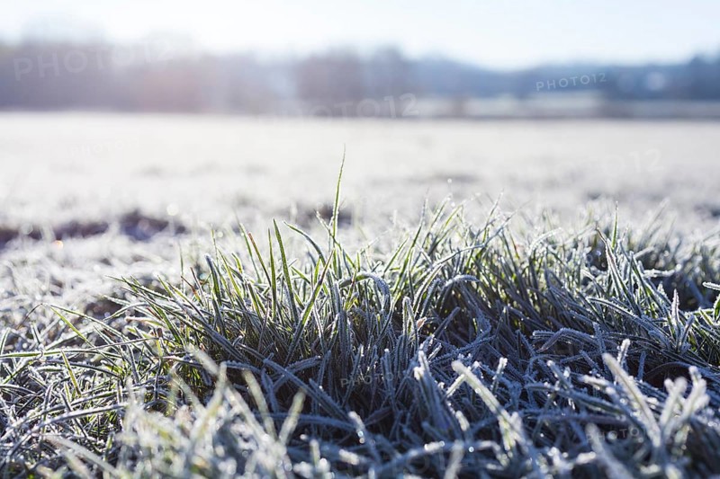 Hoarfrost on every blade of grass on the Elbe meadows, Coswig, Saxony, Germany