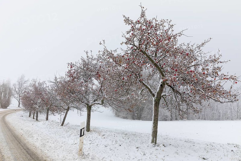 Apple trees (malus) still full of apples covered in snow, onset of winter in Oberwartha, Dresden, Saxony, Germany