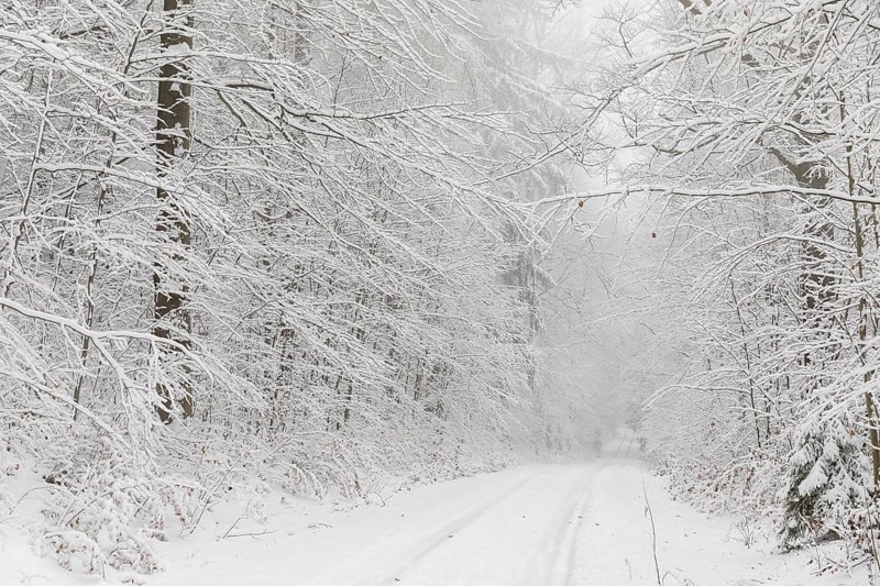 Snowy forest trail in the Tharandter Forest, Saxony, Germany