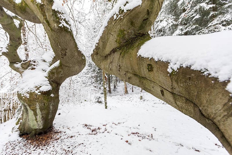Snow-covered Süntel beech, copper beech (Fagus sylvatica), Tharandt Forest, Saxony, Germany
