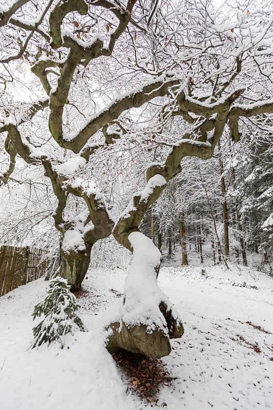 Snow-covered Süntel beech, copper beech (Fagus sylvatica), Tharandt Forest, Saxony, Germany