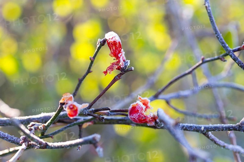 Rose hips broken by frost on a branch, hoarfrost, Saxony, Germany