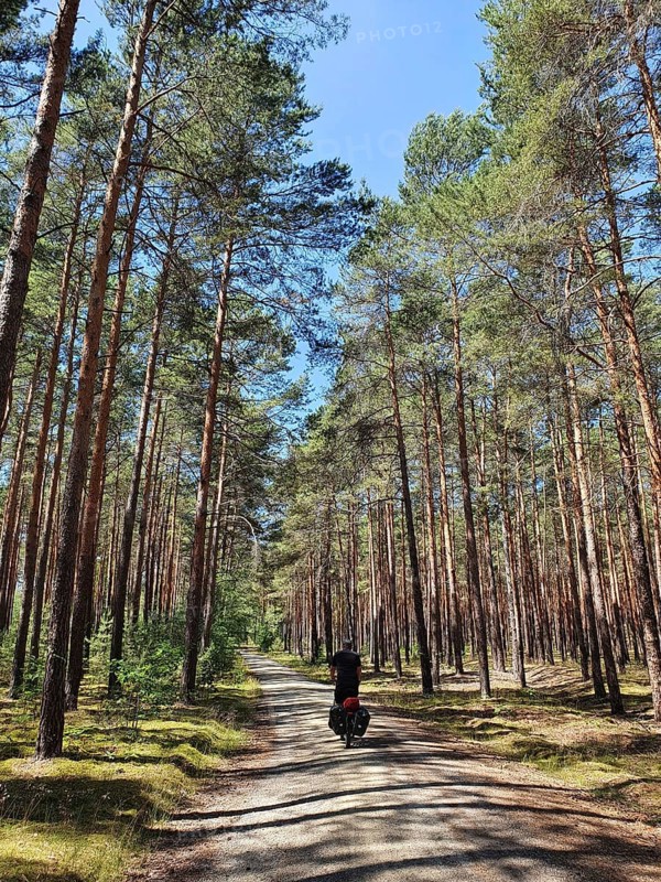 A bicycle rides on a natural cycle path through a pine forest with tall trees and blue skies, Spreewald Biosphere Reserve