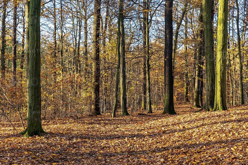 Sun shines in the autumn forest and makes the last leaves glow, Moritzburg, Saxony, Germany