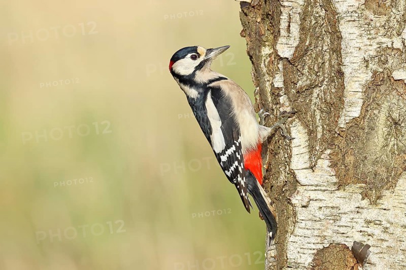Great spotted woodpecker (Dendrocopus major), male, foraging on the trunk of a common birch (Betula pendula), wildlife, woodpeckers, nature photography, autumn, Wilnsdorf, North Rhine-Westphalia, Germany