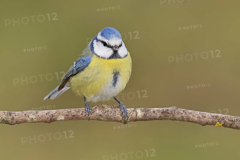 Blue tit (Parus caeruleus), sitting on a branch, Wilnsdorf, North Rhine-Westphalia, Germany