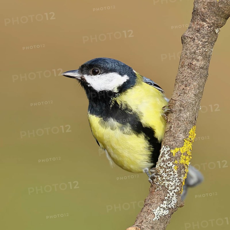 Great Tit (Parus major), male sitting on a branch overgrown with moss and lichen, Wildlife, Animals, Birds, Tits, Wilnsdorf, North Rhine-Westphalia, Germany