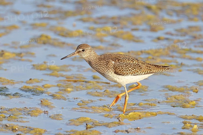 Redshank (Tringa totanus) walking in the silt on the shore, Ziggsee, Lake Neusiedl National Park, Seewinkel, Burgenland, Austria
