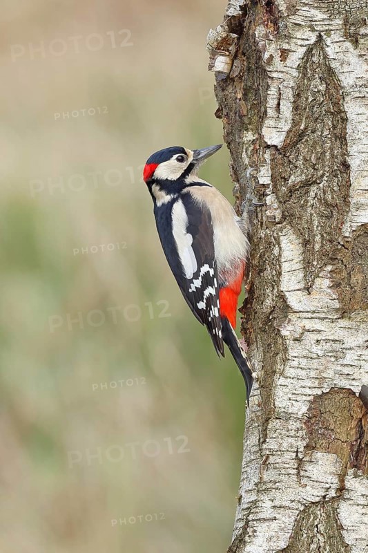 Great spotted woodpecker (Dendrocopus major), male, foraging on the trunk of a common birch (Betula pendula), wildlife, woodpeckers, nature photography, autumn, Wilnsdorf, North Rhine-Westphalia, Germany