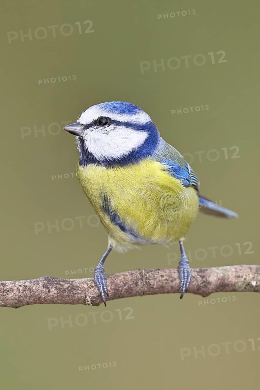 Blue tit (Parus caeruleus), sitting on a branch, Wilnsdorf, North Rhine-Westphalia, Germany