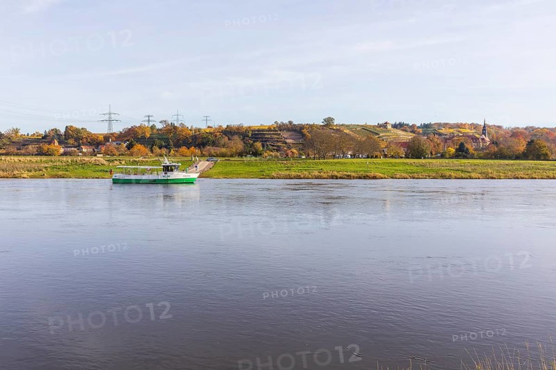Elbe ferry on the Elbe in Diesbar-Seußlitz, with the autumnal vineyards and palace complex in the background, Saxon Elbland, Saxony, Germany