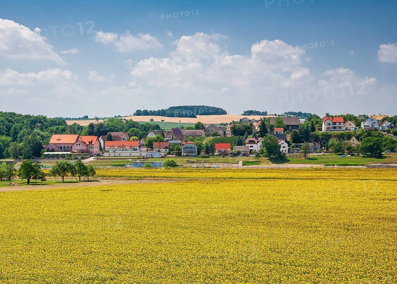 Sunflower field in Diesbar-Seußlitz with a view of the Elbe ferry and Niederlommatzsch, Meissen district, Saxony, Germany