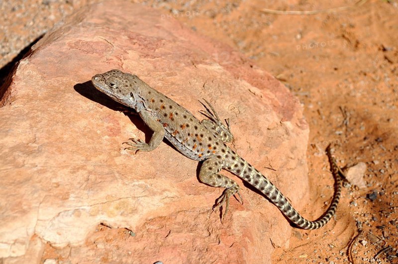Leopard iguana (Gambelia wislizenii) resting on a warm rock in the sunlight, Arches National Park, Utah, USA