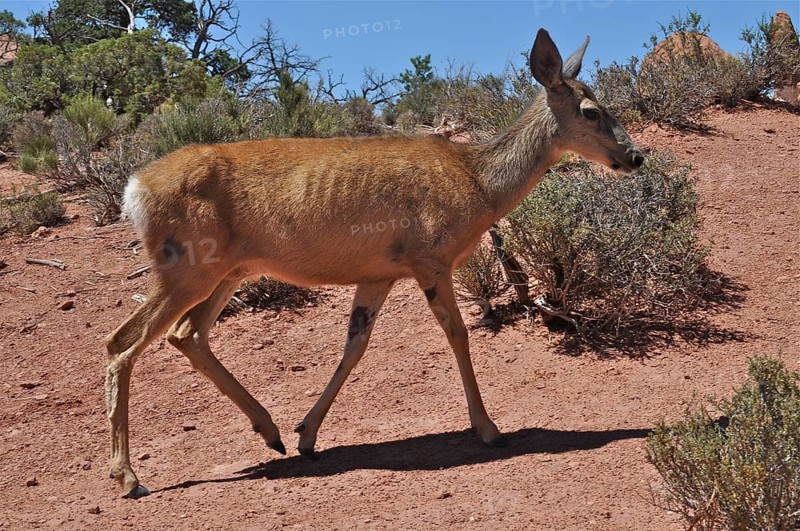 A mule deer (Odocoileus hemionus) walks through an arid desert landscape, Arches National Park, Utah, USA