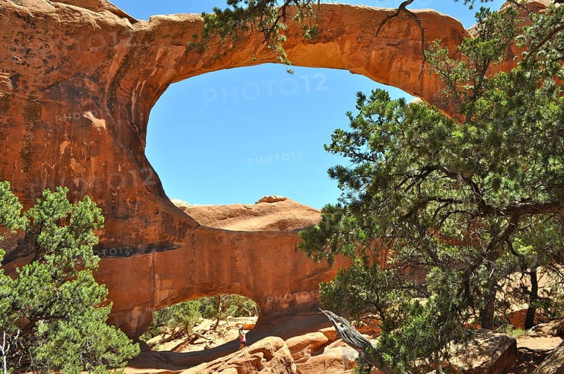 Double O Arch, a sprawling rock arch surrounded by green vegetation under clear skies, Arches National Park, Utah, USA