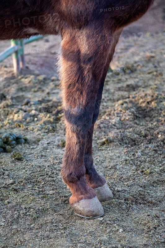 Grand Canyon National Park, Arizona - The front legs and hoofs of one of approximately 150 mules in the herd that take visitors and supplies in and out of the Canyon