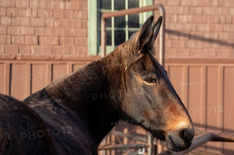 Grand Canyon National Park, Arizona - One of the approximately 150 mules in the herd that take visitors and supplies in and out of the Canyon