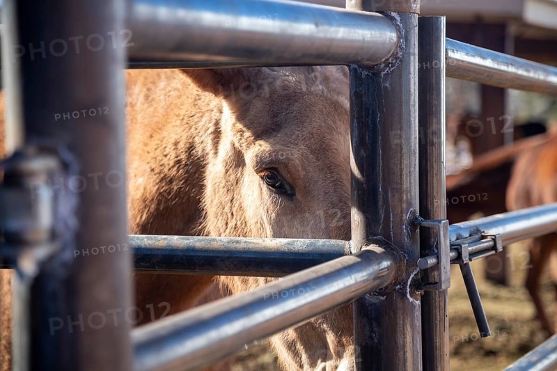 Grand Canyon National Park, Arizona - One of the approximately 150 mules in the herd used to take visitors and supplies in and out of the Canyon