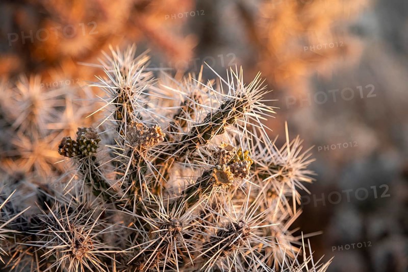 Grand Canyon National Park, Arizona - Whipple chola (Cylindropuntia whipplei), a cactus growing on the Canyon's south rim