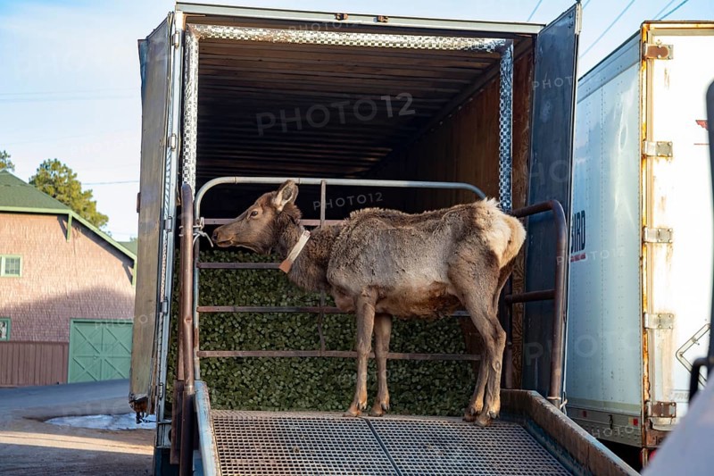 Grand Canyon National Park, Arizona - An elk (Cervus canadensis) stands on the ramp of a truck that contains food for mules. About 150 mules are in the herd used to carry visitors and supplies in and out of the Canyon