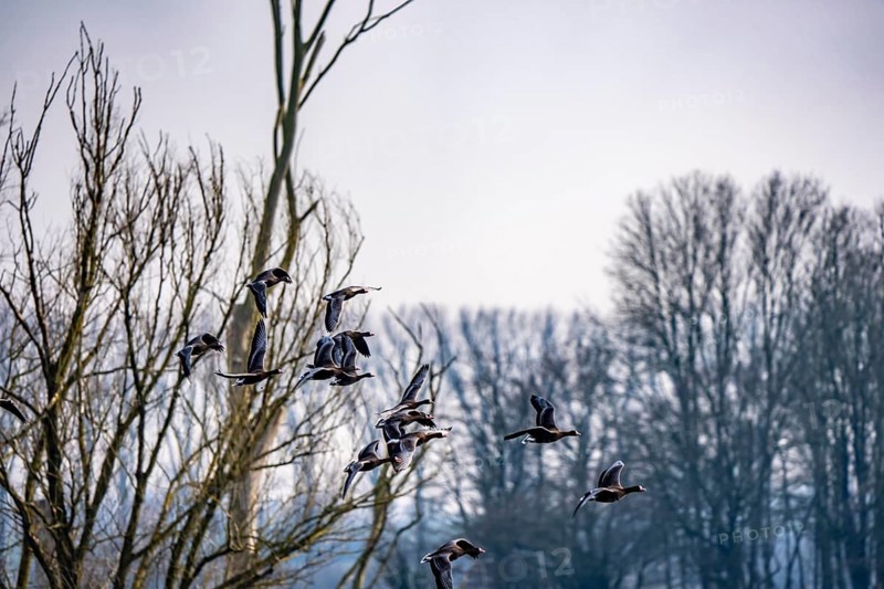 Bislicher Insel, nature reserve on the Rhine, Altrheinarm, near Xanten, Lower Rhine, Wesel district, one of the few floodplain landscapes in Germany, in winter over 20, 000 wild birds, many arctic geese species pause and hibernate, here coot geese, North Rhine-Westphalia, Germany
