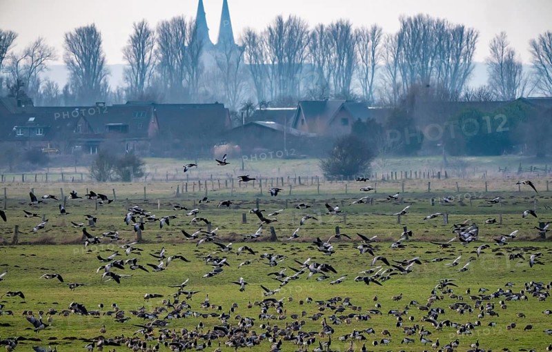Bislicher Insel, nature reserve on the Rhine, Altrheinarm, near Xanten, Lower Rhine, Wesel district, one of the few floodplain landscapes in Germany, over 20, 000 wild birds, many arctic geese species pause and hibernate here, here white-cheeked geese and coot geese, in the back of St. Victor Cathedral in Xanten, North Rhine-Westphalia, Germany