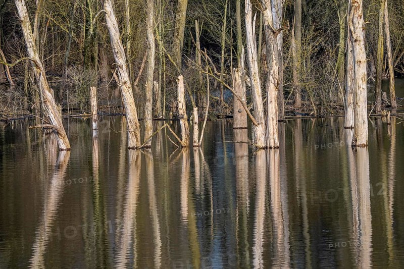 The Bislicher Insel, nature reserve on the Rhine, Altrheinarm, near Xanten, Lower Rhine, Wesel district, one of the few floodplain landscapes in Germany, winter, North Rhine-Westphalia, Germany