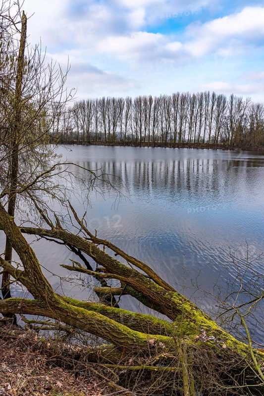 The Bislicher Insel, nature reserve on the Rhine, Altrheinarm, near Xanten, Lower Rhine, Wesel district, one of the few floodplain landscapes in Germany, winter, North Rhine-Westphalia, Germany