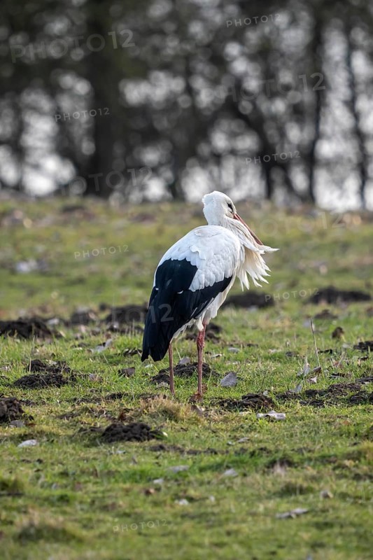 The Bislicher Insel, nature reserve on the Rhine, Altrheinarm, near Xanten, Lower Rhine, Wesel district, one of the few floodplain landscapes in Germany, winter, many wild birds over winters here, white stork, Ciconia ciconia, North Rhine-Westphalia, Germany