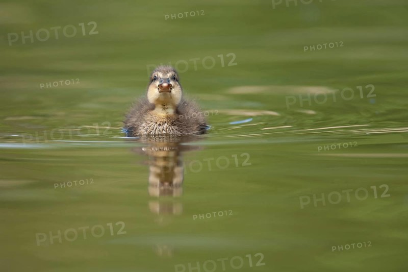 Mallard duck (Anas platyrhynchos) juvenile baby duckling bird on a lake in spring, England, United KIngdom