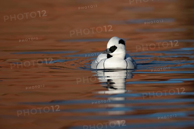Smew (Mergellus albellus) adult male sawbill duck bird on a lake in winter, England, United KIngdom
