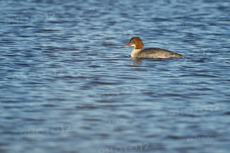 Goosander (Mergus merganser) adult female sawbill bird on a lake in winter, RSPB Titchwell nature reserve, Norfolk, England, United KIngdom