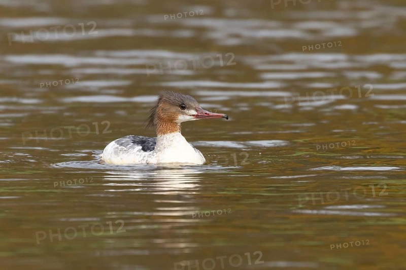 Goosander (Mergus merganser) adult female sawbill bird on a lake in autumn, England, United KIngdom